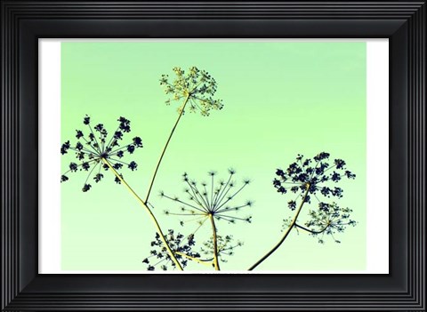 Framed Cow Parsley II Print