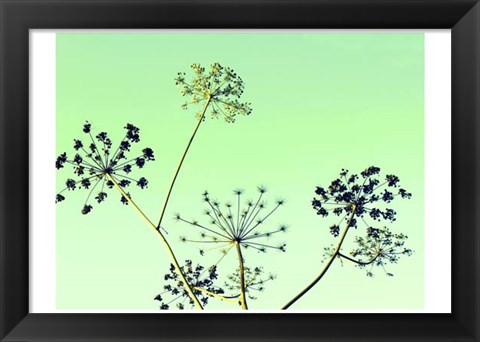 Framed Cow Parsley II Print