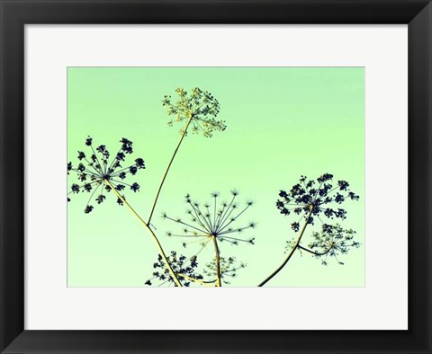 Framed Cow Parsley II Print