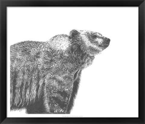 Framed Wildlife Snapshot: Grizzly Print