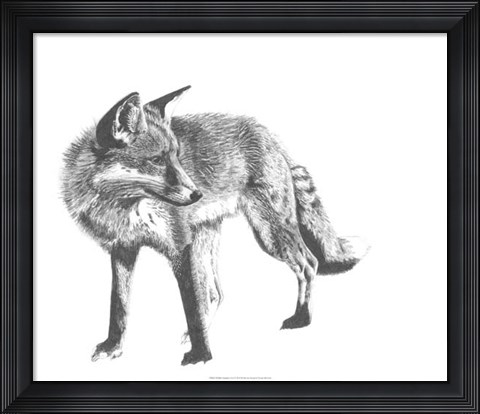 Framed Wildlife Snapshot: Fox Print