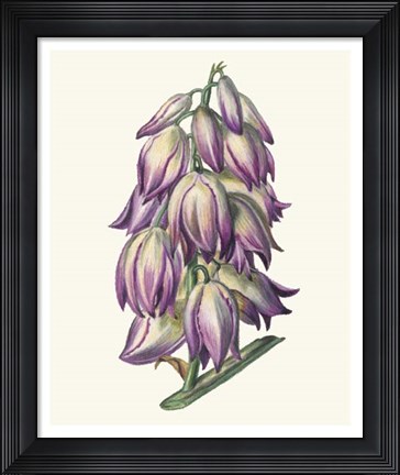 Framed Adam&#39;s Needle I Print