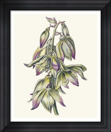 Framed Adam&#39;s Needle II Print