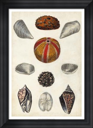 Framed Seashore Field Notes II Print