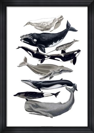 Framed Whale Display I Print