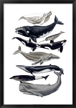 Framed Whale Display I Print