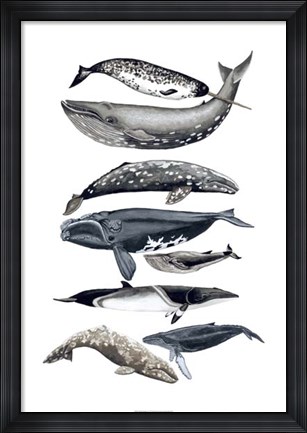 Framed Whale Display II Print