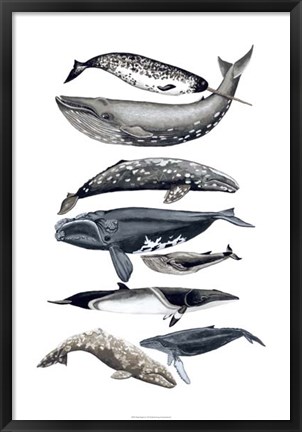 Framed Whale Display II Print