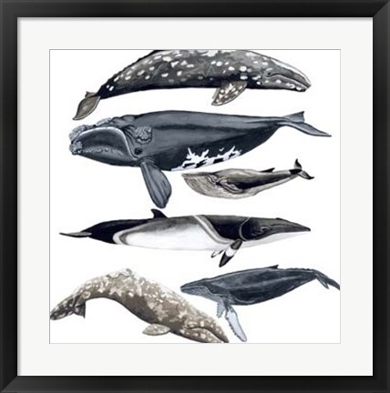 Framed Whale Display II Print