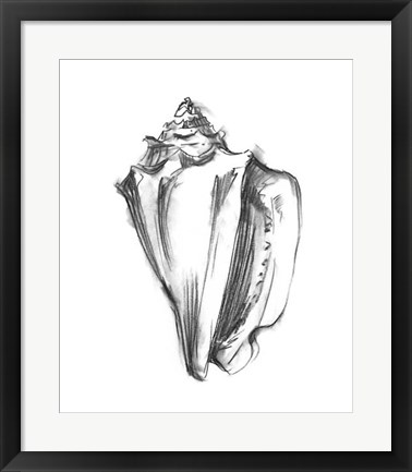 Framed Shell Sketch I Print