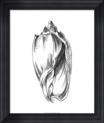 Framed Shell Sketch II Print