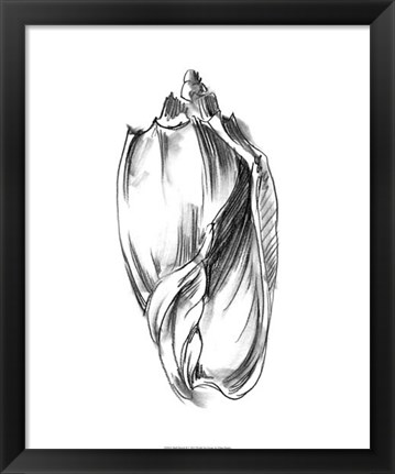 Framed Shell Sketch II Print