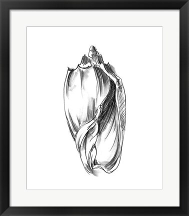 Framed Shell Sketch II Print