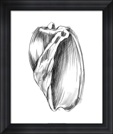 Framed Shell Sketch III Print