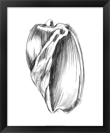 Framed Shell Sketch III Print