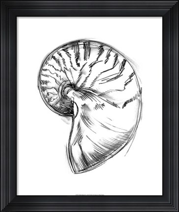 Framed Shell Sketch IV Print