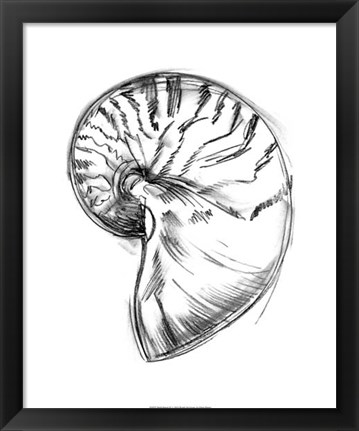 Framed Shell Sketch IV Print