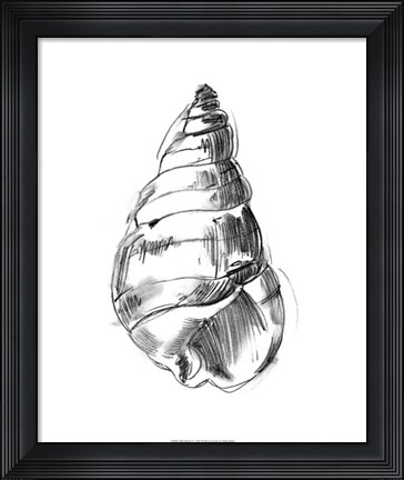 Framed Shell Sketch V Print