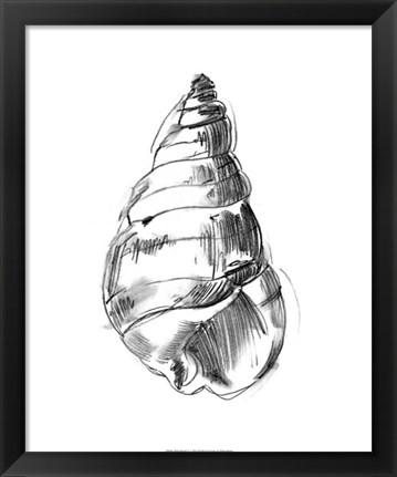 Framed Shell Sketch V Print