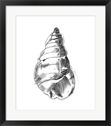 Framed Shell Sketch V Print