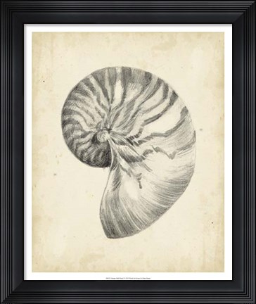 Framed Antique Shell Study I Print
