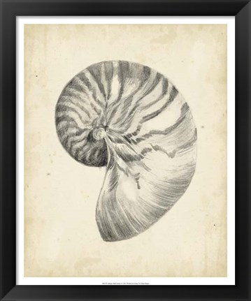 Framed Antique Shell Study I Print