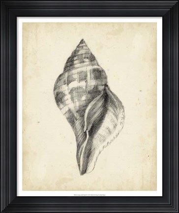 Framed Antique Shell Study II Print
