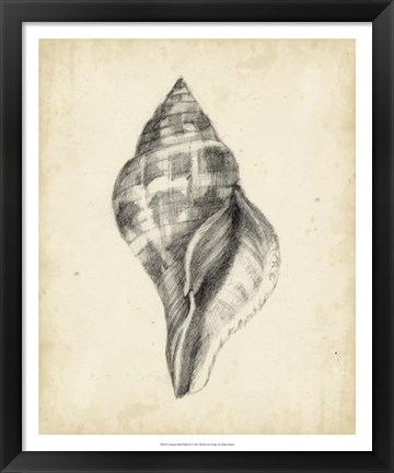 Framed Antique Shell Study II Print