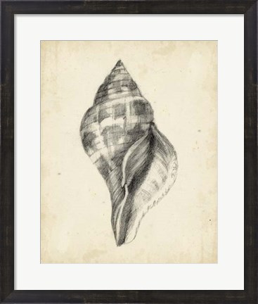 Framed Antique Shell Study II Print