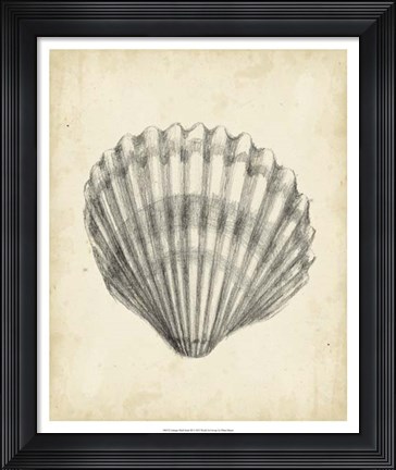Framed Antique Shell Study III Print