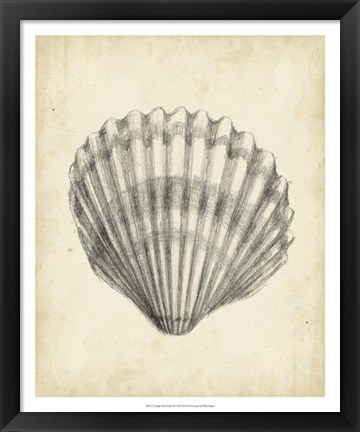 Framed Antique Shell Study III Print