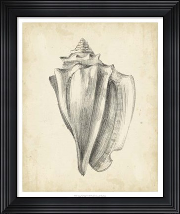 Framed Antique Shell Study IV Print