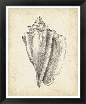 Framed Antique Shell Study IV Print