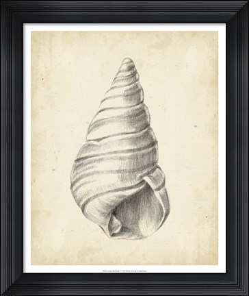 Framed Antique Shell Study V Print