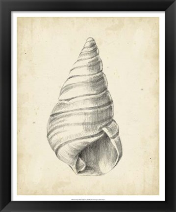 Framed Antique Shell Study V Print