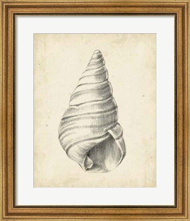 Framed Antique Shell Study V Print