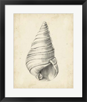 Framed Antique Shell Study V Print