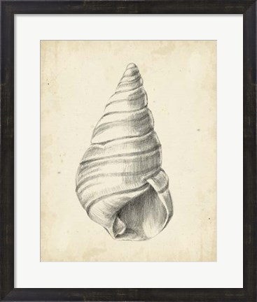 Framed Antique Shell Study V Print