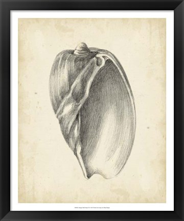 Framed Antique Shell Study VI Print