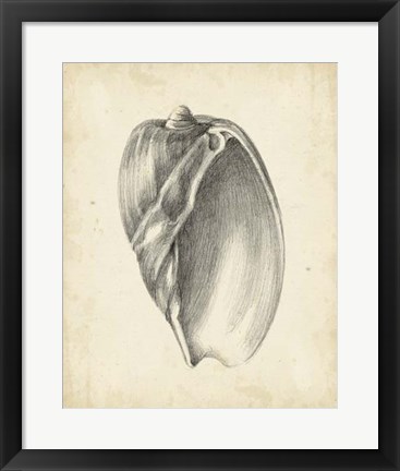 Framed Antique Shell Study VI Print