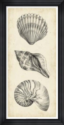 Framed Antique Shell Study Panel I Print