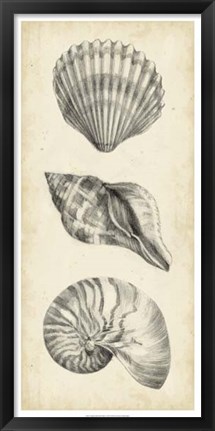Framed Antique Shell Study Panel I Print