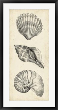 Framed Antique Shell Study Panel I Print