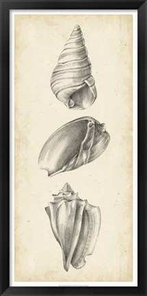 Framed Antique Shell Study Panel II Print