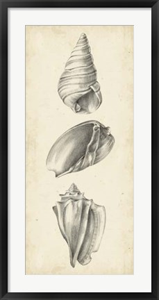 Framed Antique Shell Study Panel II Print