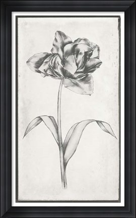 Framed Single Stem I Print