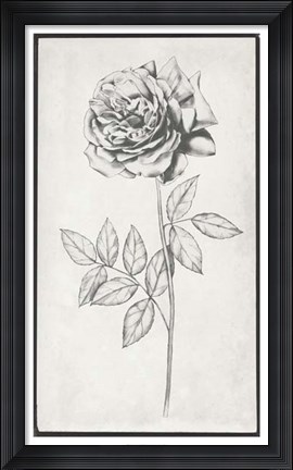 Framed Single Stem II Print