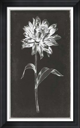 Framed Single Stem III Print