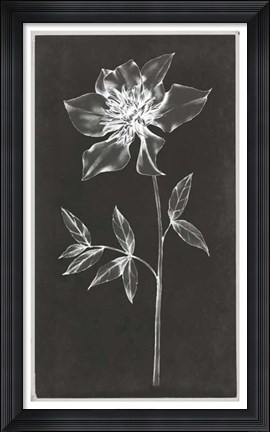 Framed Single Stem IV Print