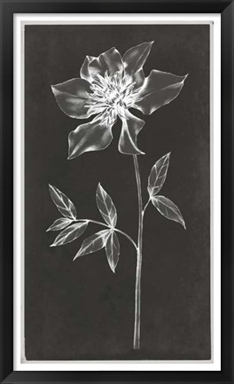 Framed Single Stem IV Print